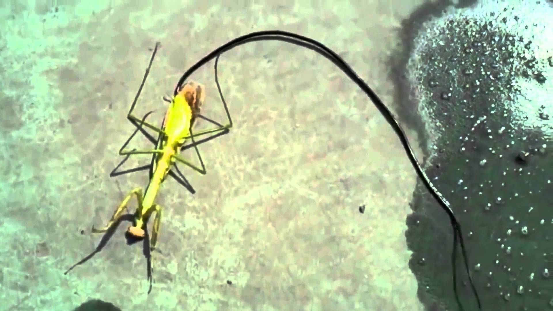 Peligro de insectos "alienígenas", aún nada hecho por la Salud