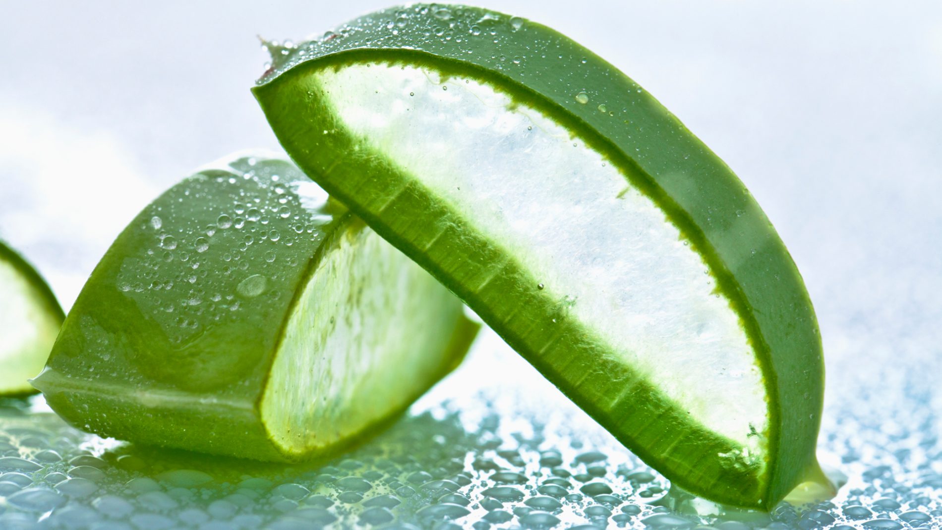 Aloe Vera, una planta de milenios con muchos efectos beneficiosos