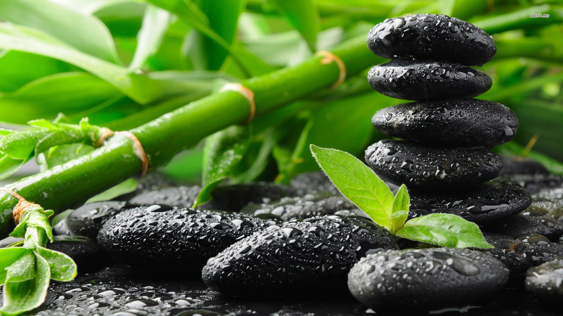 Zen: la forma solitaria de autoconocimiento