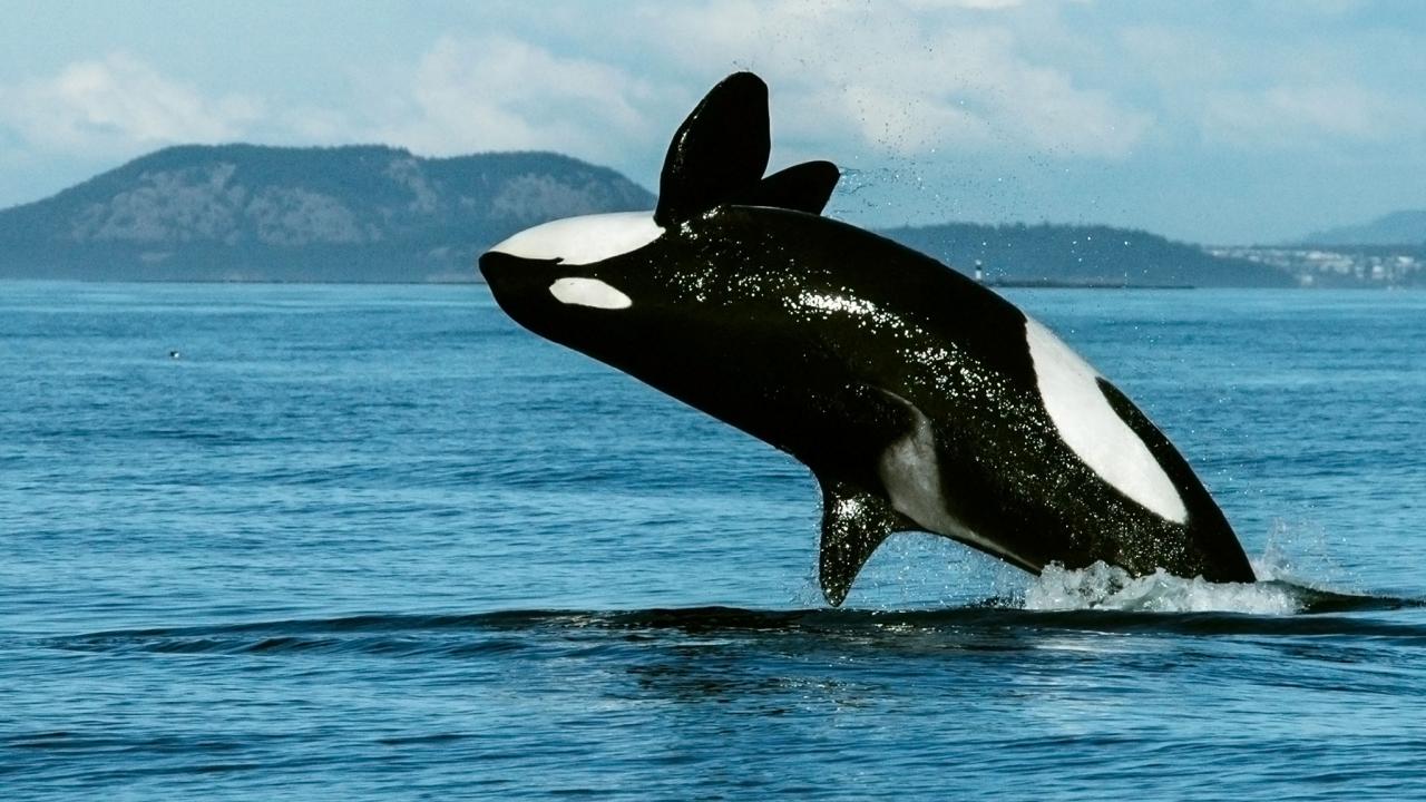 El poder del 'ADN ambiental' para monitorear las ballenas