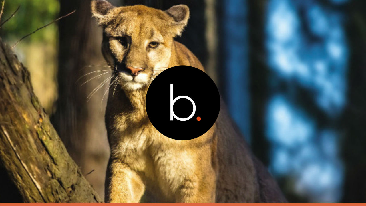 Two bikers attacked by a cougar