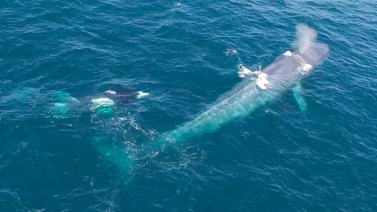 Asesisan a 333 ballena diciendo que era una matanza necesaria