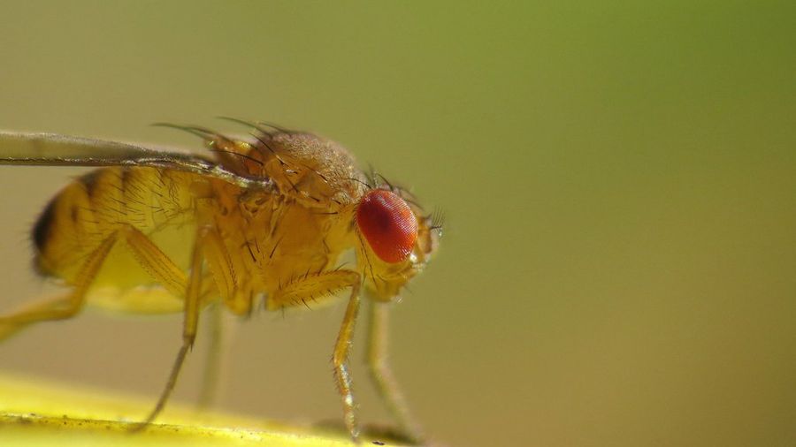 Las moscas de la fruta quisquillosas pueden detectar genes malos