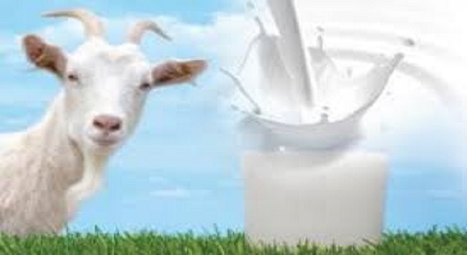 VÍDEO: La Leche De La Cabra Y Sus Beneficios