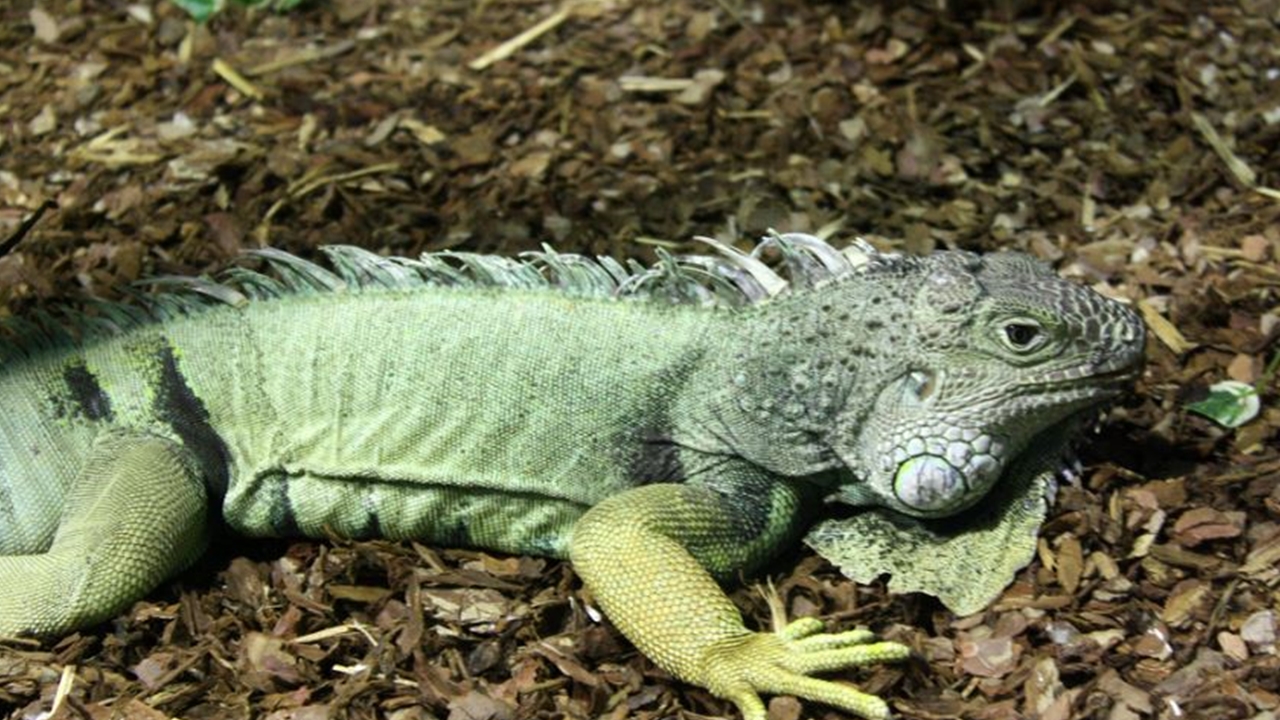 Florida residents try to control exploding iguana population as damage rises