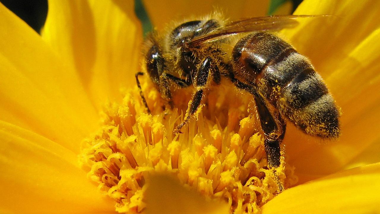 La desaparición de las abejas perjudicaría la vida de los humanos