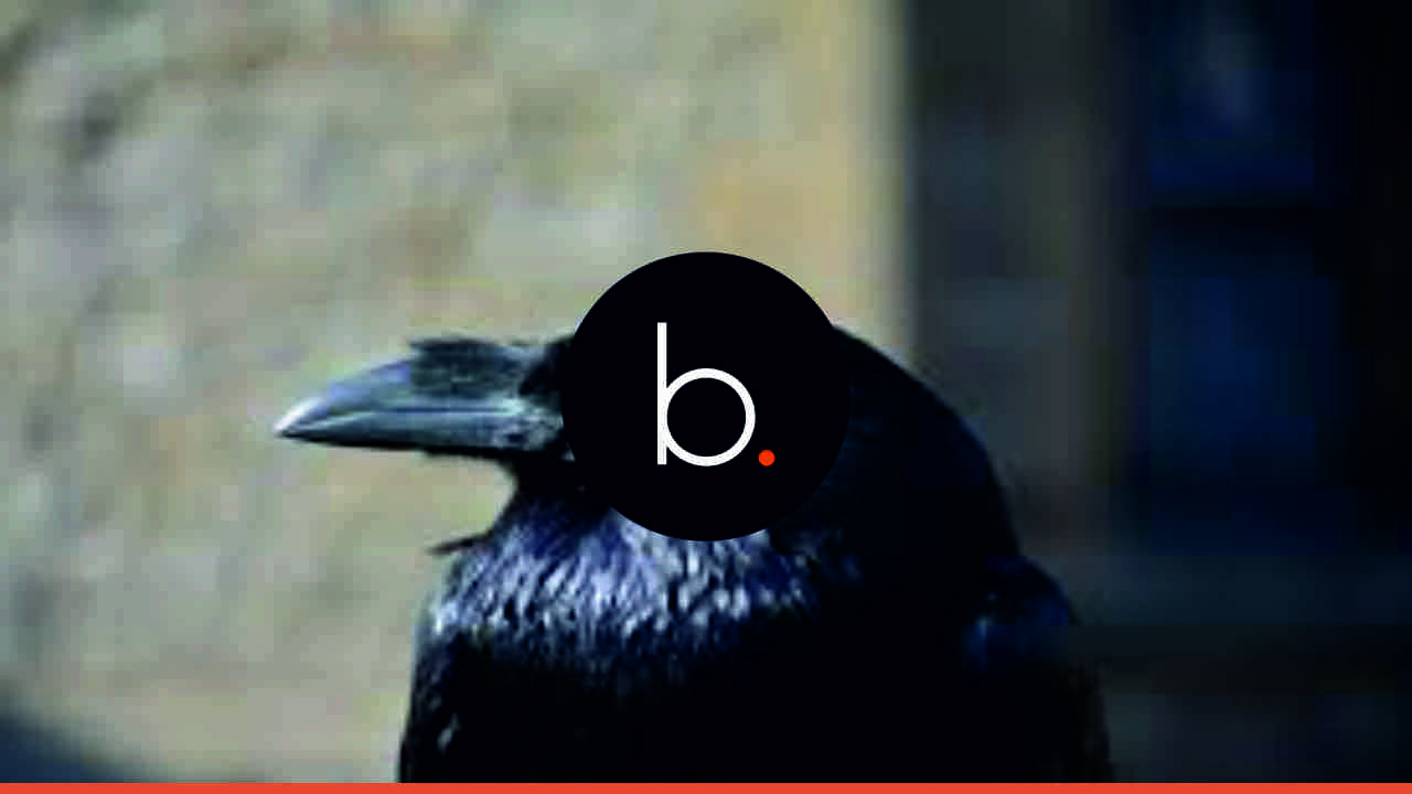Inteligencia Animal. Innovación en el medio ambiente
