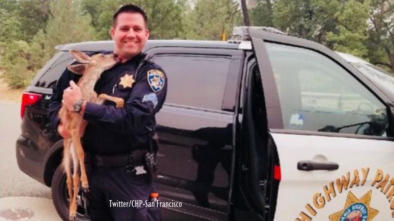 California wildfires: Baby deer saved by Highway Patrol 'kisses' rescuer