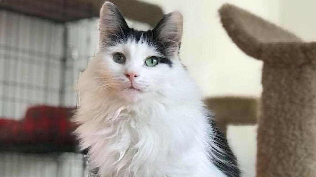Images from the Golden Paw Society