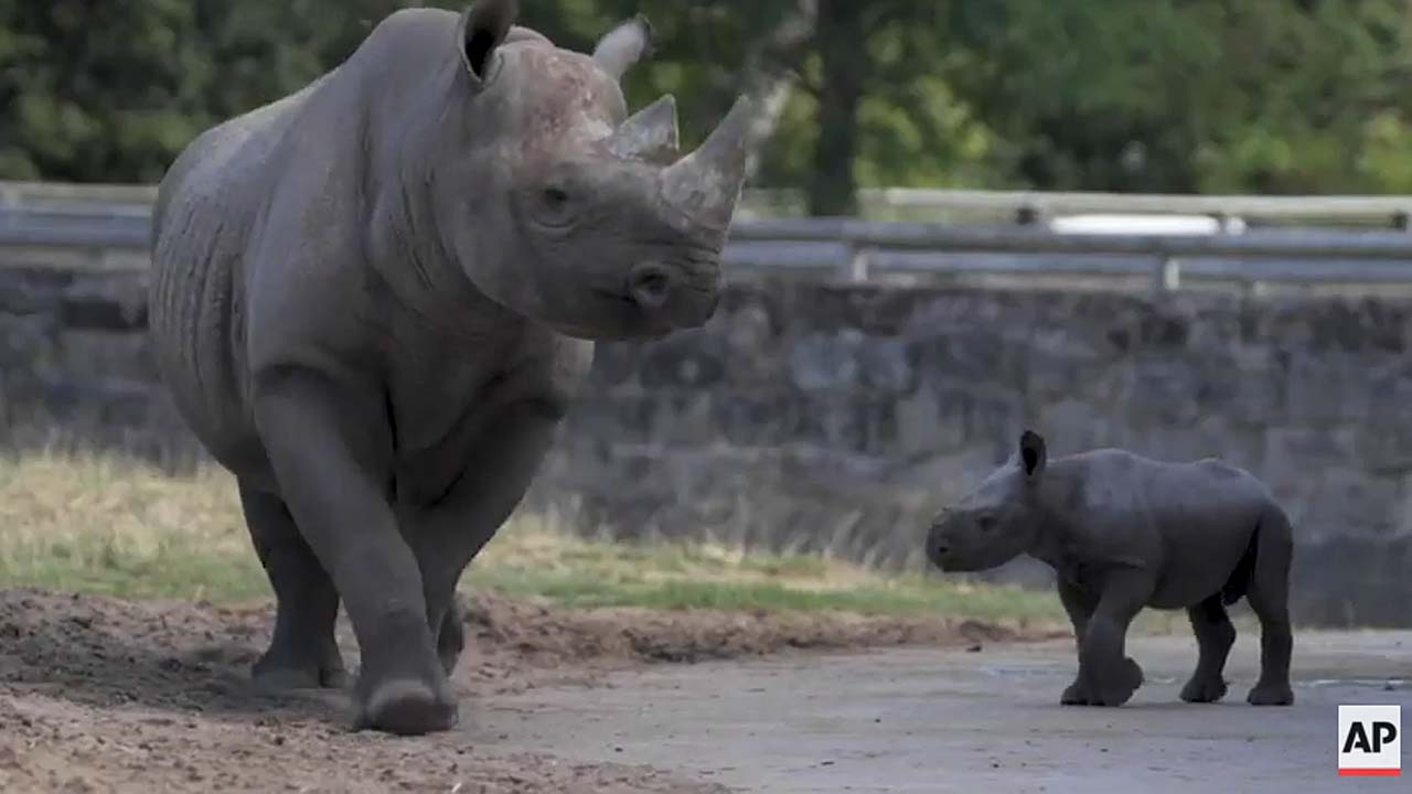 Rare baby black rhino ventures out for first time at Chester Zoo