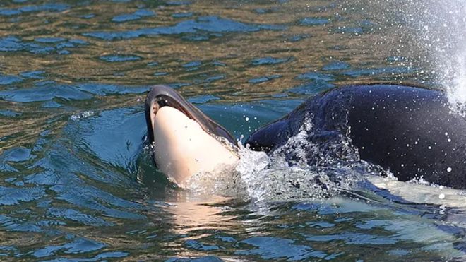 Mamãe orca que carregou o filhote morto por 17 dias foi vista sem ele no sábado