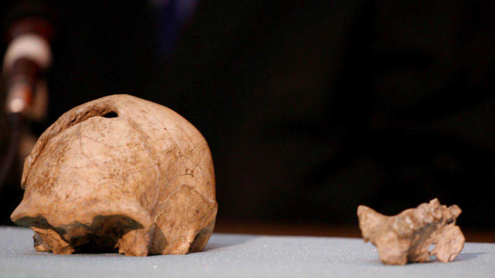 VÍDEO: Estudio revela la extinción del Homo erectus fue la pereza
