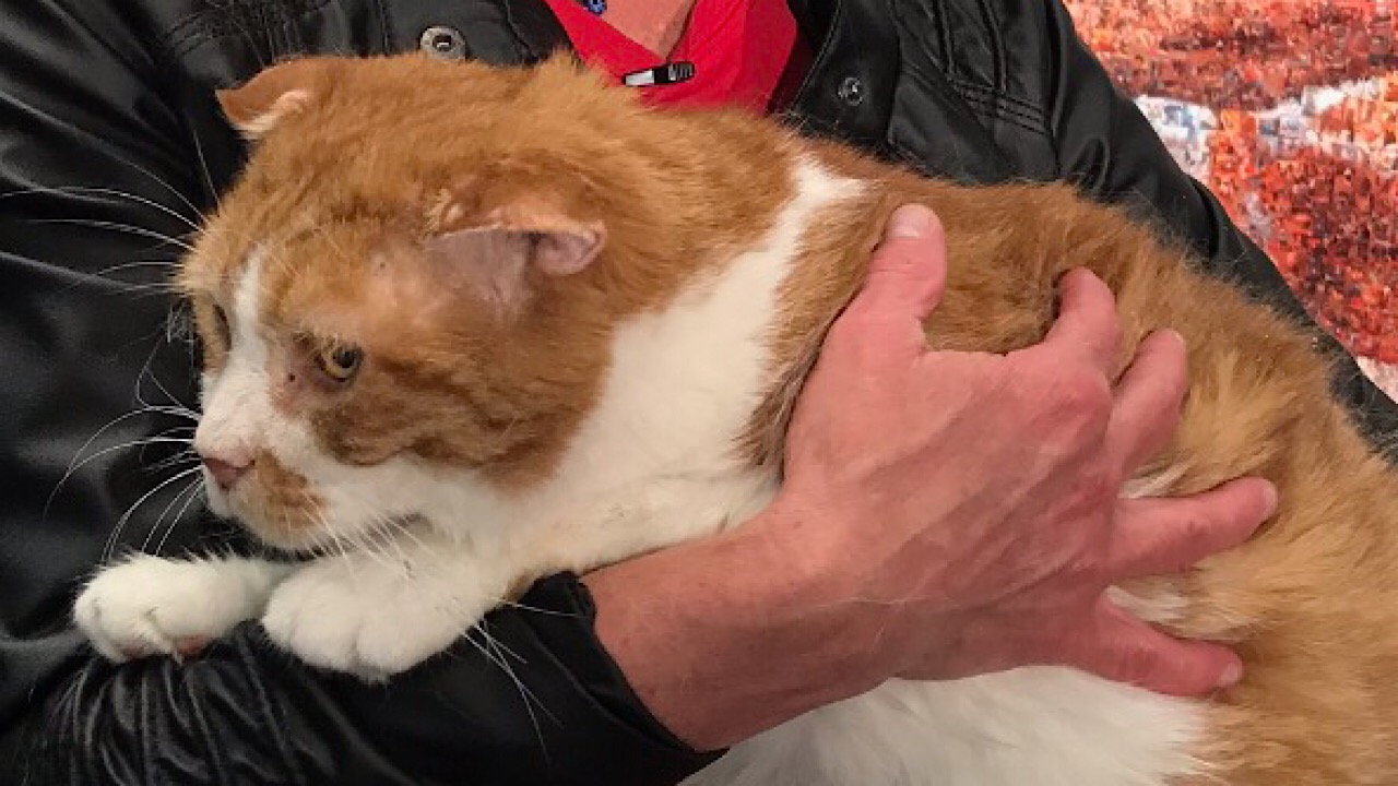 Images of elderly cats with elderly people