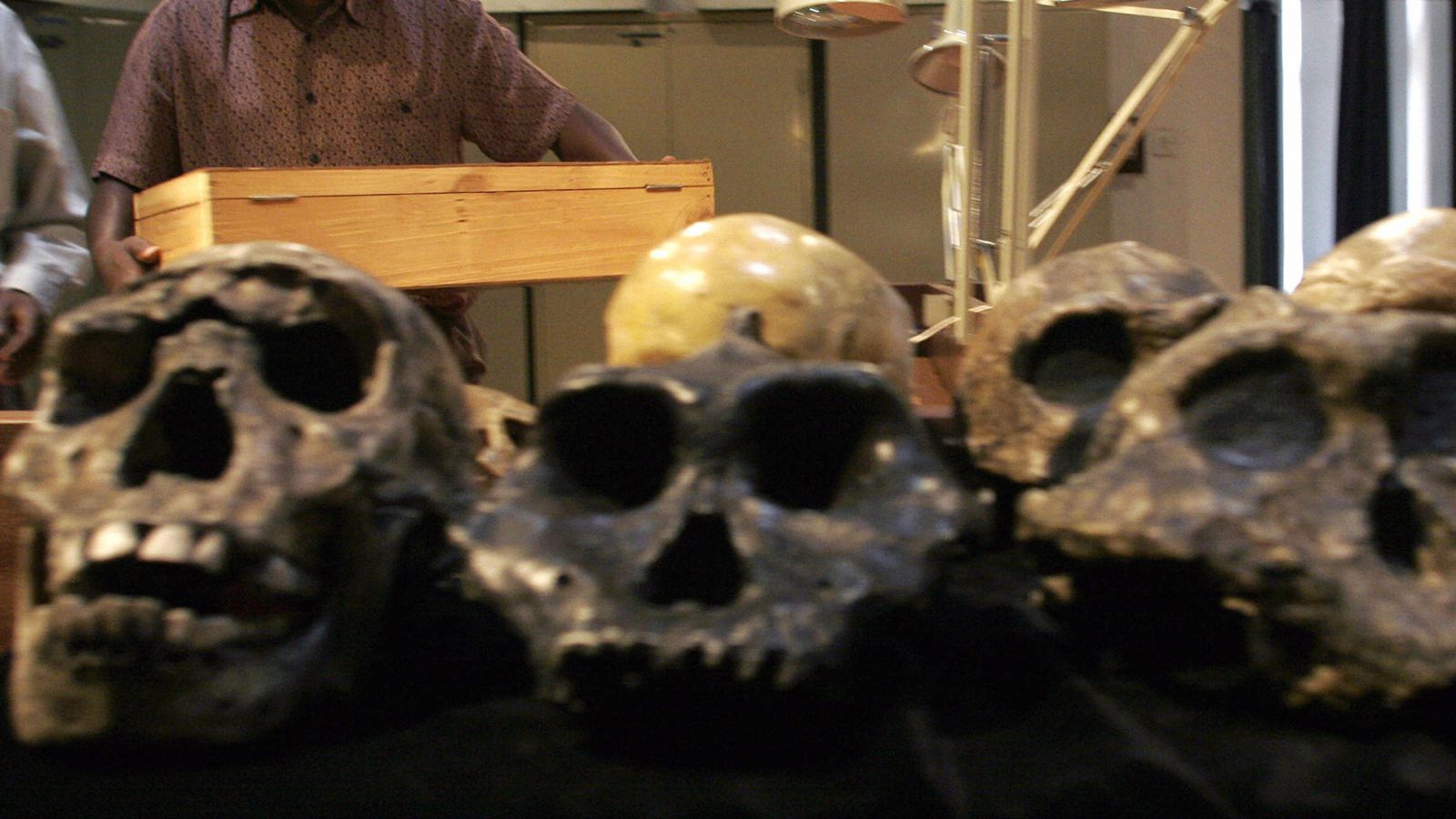VÍDEO: Homo erectus extintos a consecuencia de la pereza