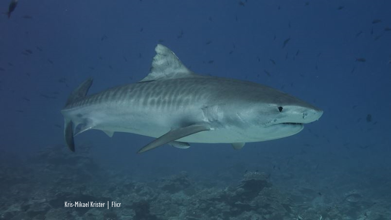 Madagascar: Tiger shark tagged in Mozambique now east of Madagascar