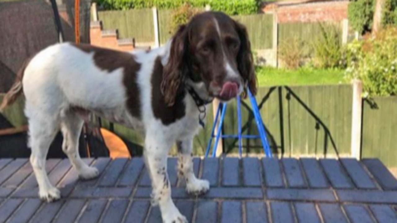 Spaniel eats more than 200 pebbles on beach during owners' honeymoon