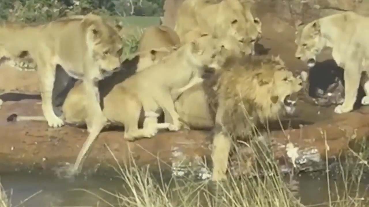 Male lion attacked by nine lionesses as UK safari park