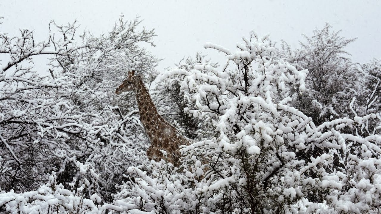 Neve atinge África do Sul e imagens lindas são registradas