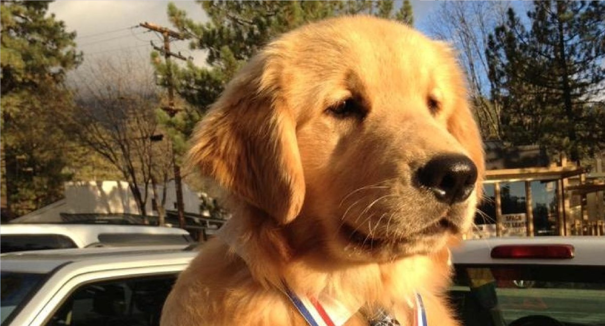 ESTADOS UNIDOS/ Un perro es elegido alcalde de una pequeña ciudad de California