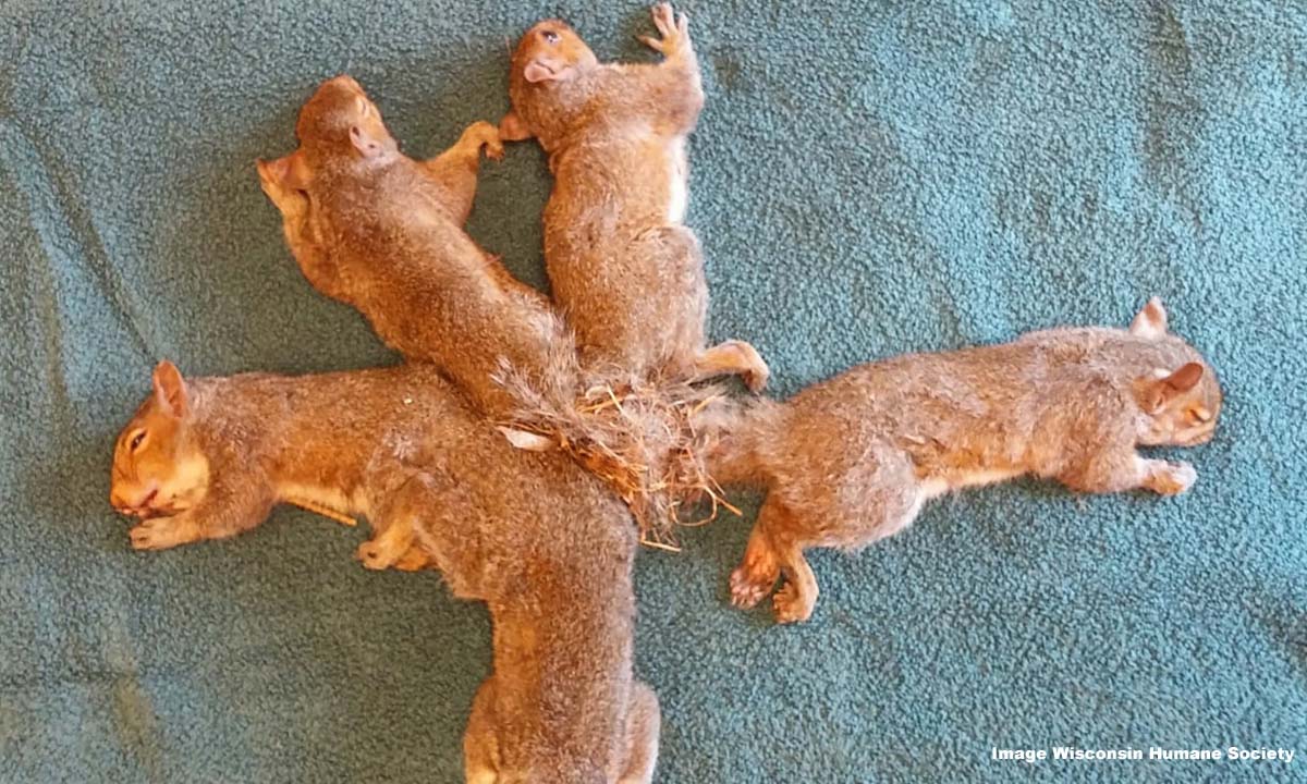 Wisconsin Humane Society help 5 squirrels whose tails were tangled together