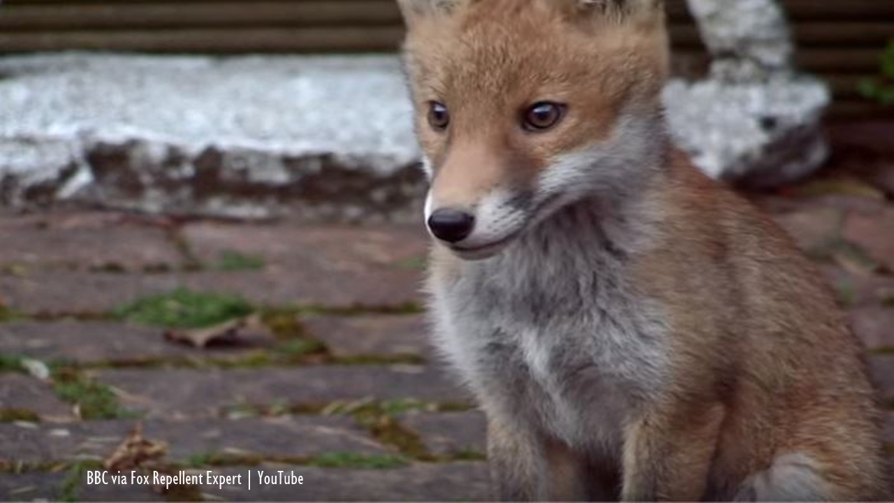 London: Police in the UK identify Croydon Cat-Killer as scavenging foxes