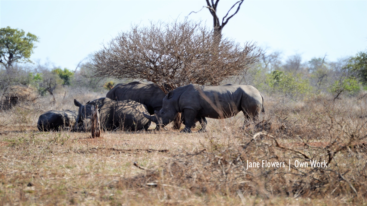 Rhino poaching down by one-quarter in South Africa