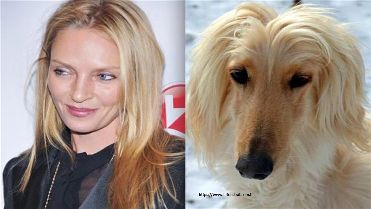 Cachorros que se parecem com famosos
