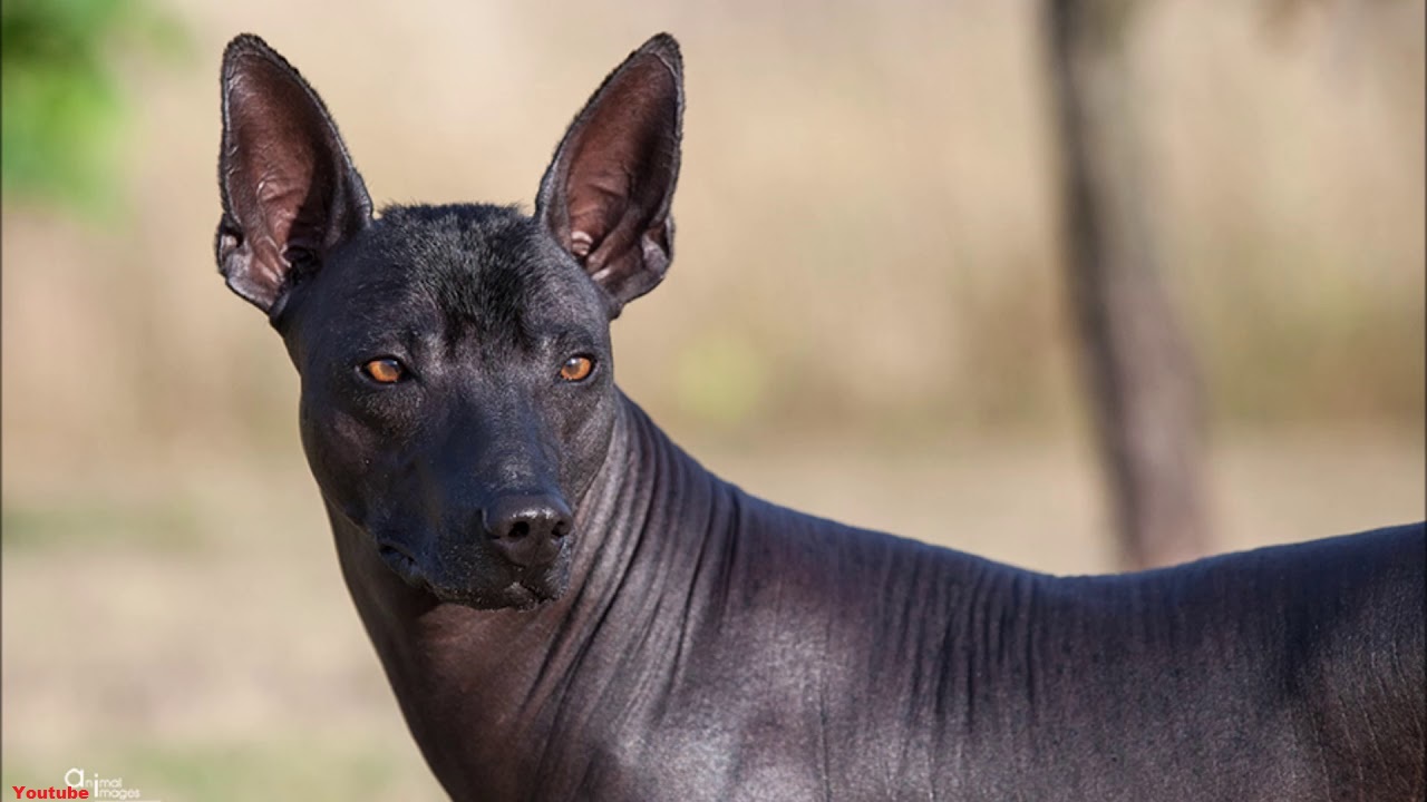 O cachorro indica solidão quando faz bagunça
