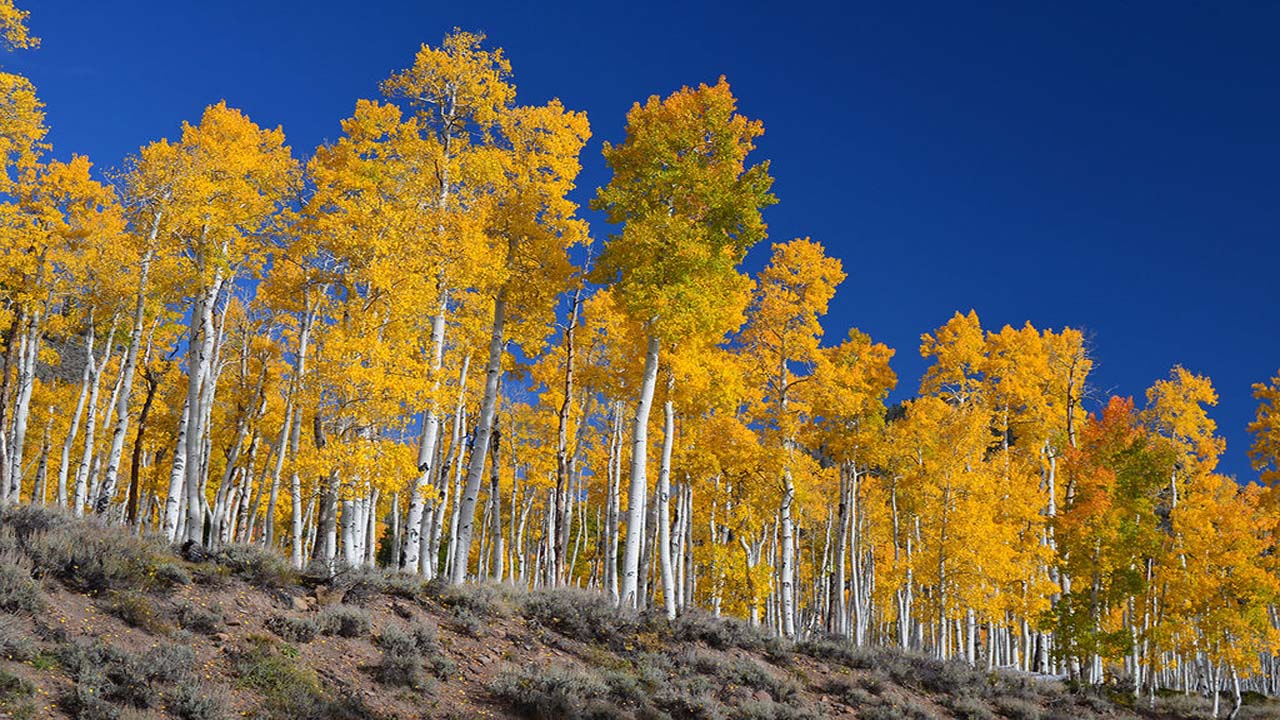 Utah's Pando aspen clone is facing extinction
