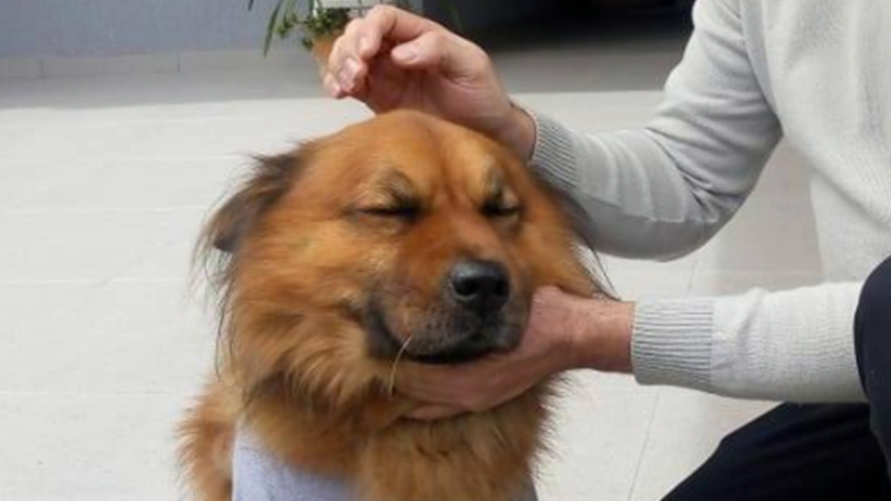 Cachorro protege dono de assalto e é baleado