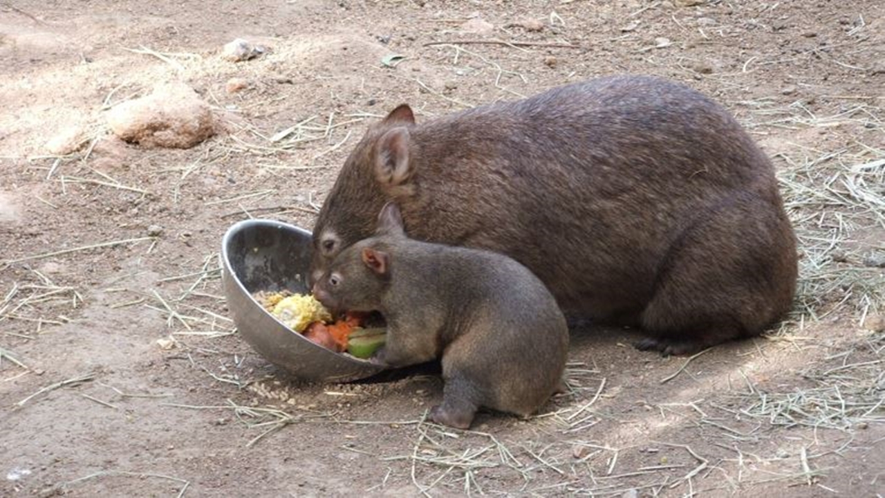 Wombat cube-shaped pooh could advance manufacturing technology