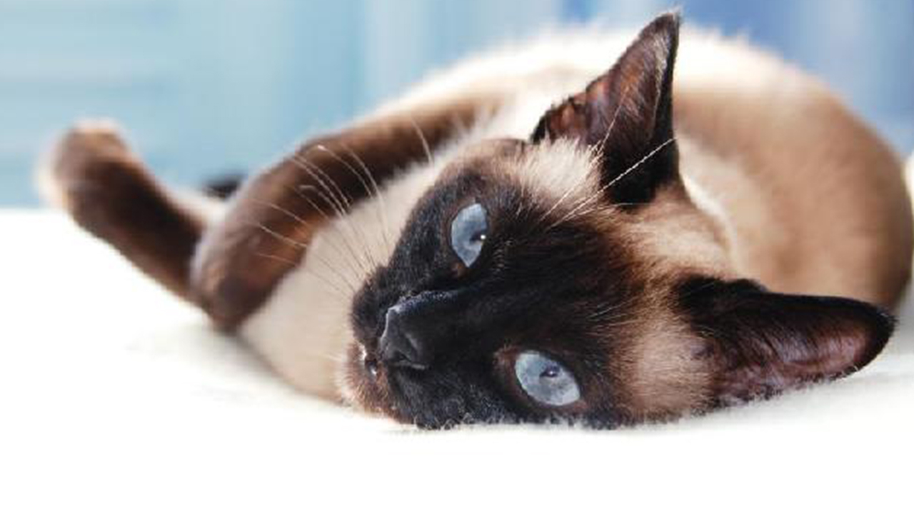 Os diferentes padrões de pelagem de gato Os diferentes padrões de pelagem de gato