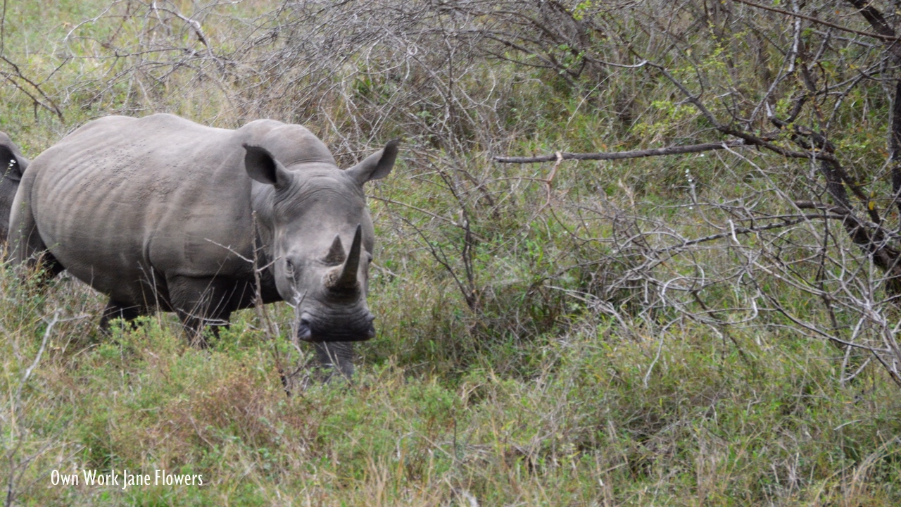 Baby rhinos are so cute but often end up in captivity