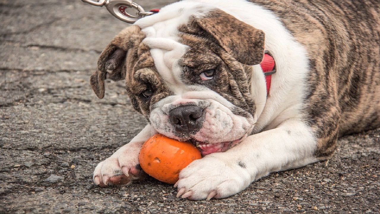 Umbria Adotta Un Cane O Un Gatto E Il Veterinario è Gratis La