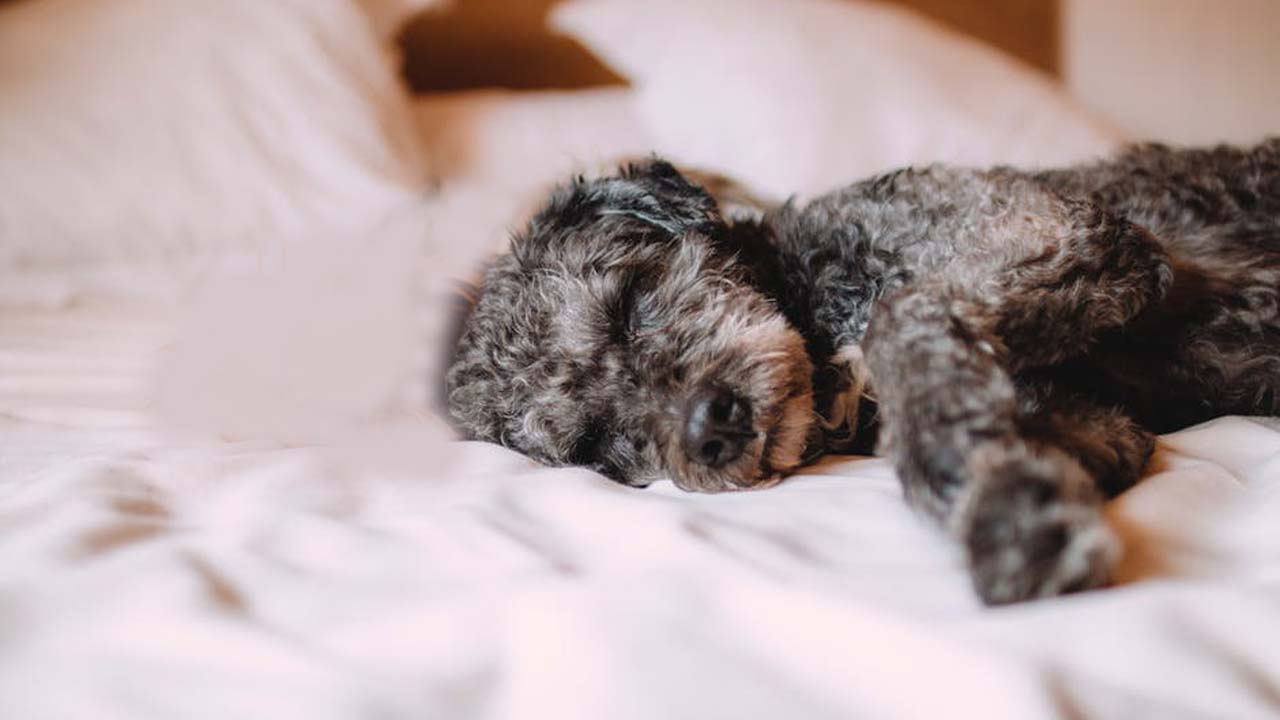 Woman adopts senior dog and found out it was her childhood pup