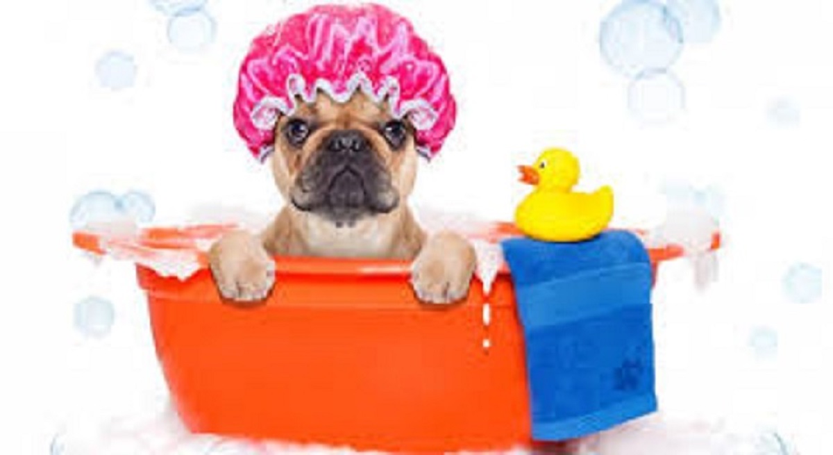 VÍDEO: Cinco recomendaciones para el cuidado de tu mascota canina