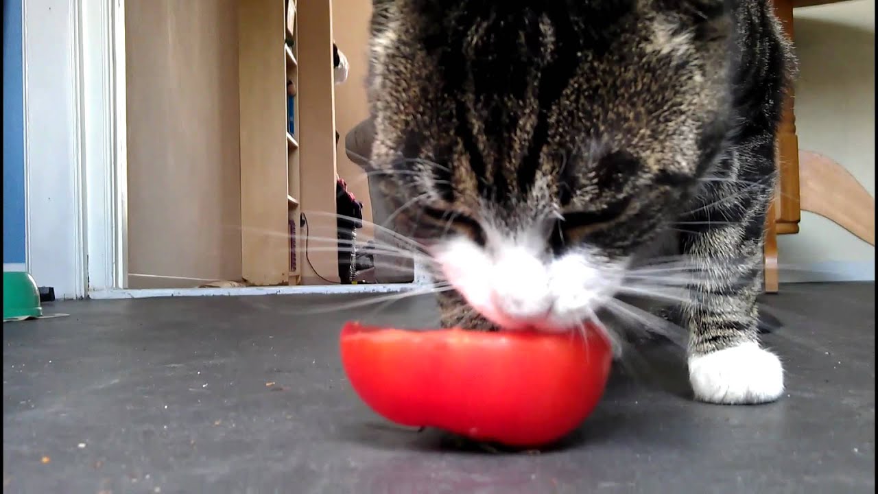 5 fatos curiosos a respeito da vida dos gatos
