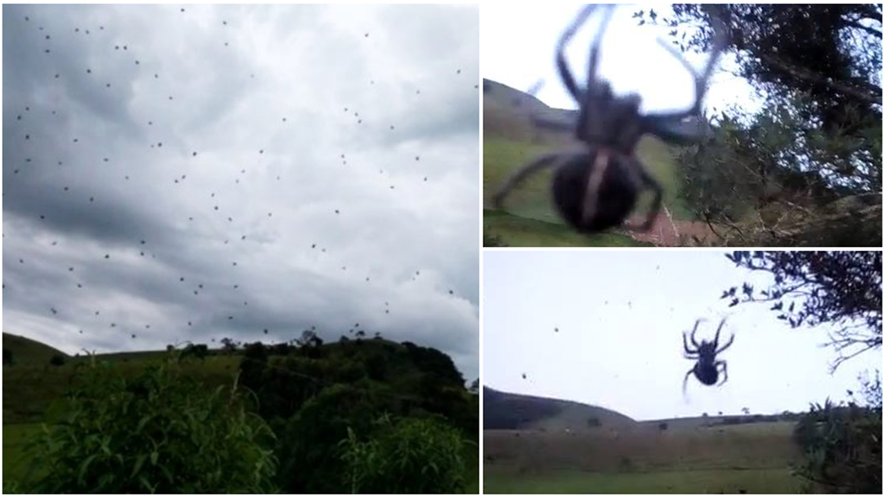 'Chuva de aranhas' assusta moradores no sul de Minas