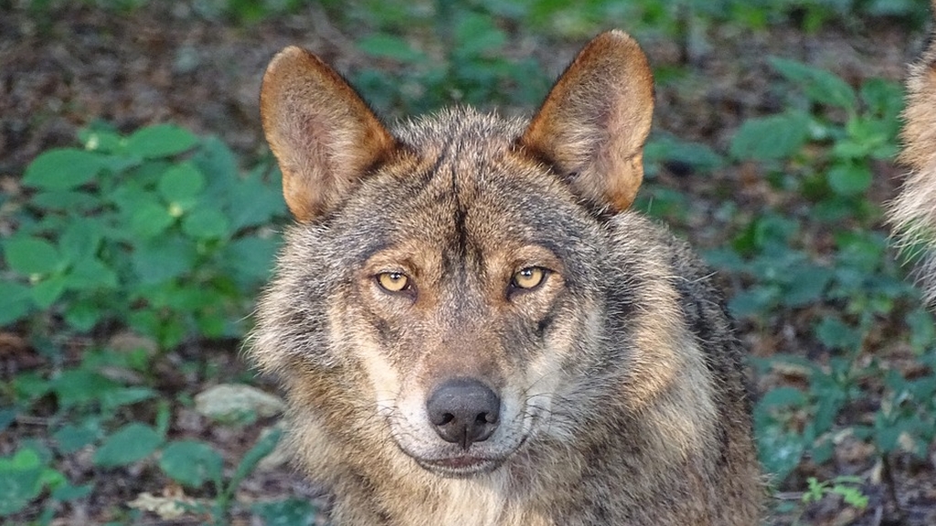 Les loups se rapprochent de Berlin