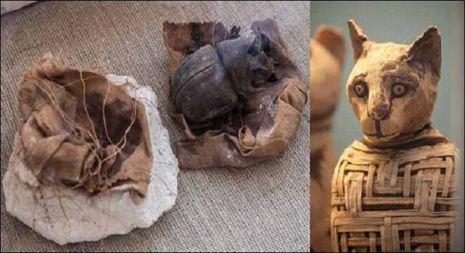 Descubren en Egipto momias de gatos de 6.000 años de antigüedad