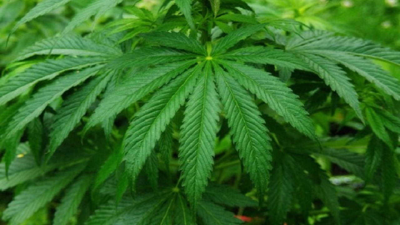 Cannabis: Lega e PD rispondono No alla proposta M5S per la legalizzazione