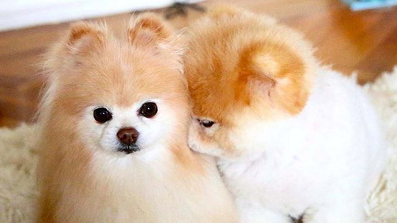 Boo the world's cutest dog has passed away at the age of 12