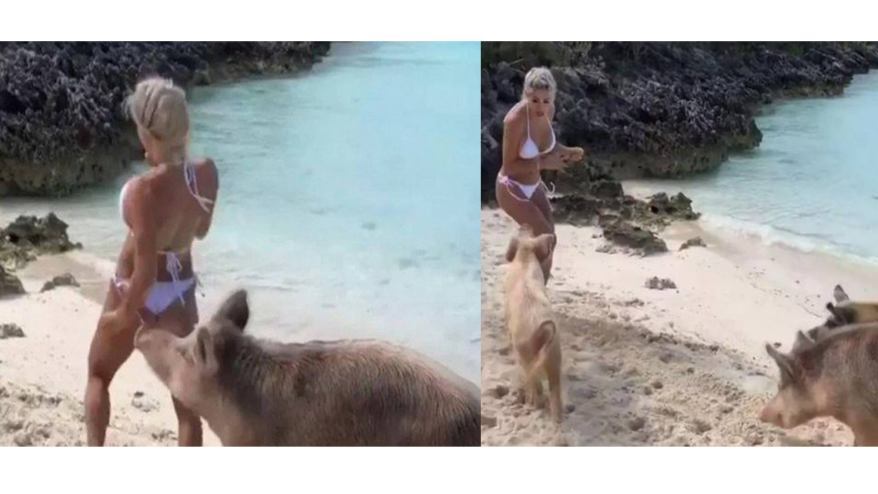 Sósia de Bruna Marquezine' é mordida por porco nas Bahamas