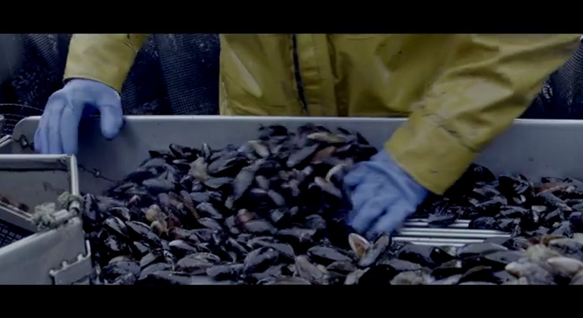 Little Lena Wilhare goes to town on bowl of mussels in viral video