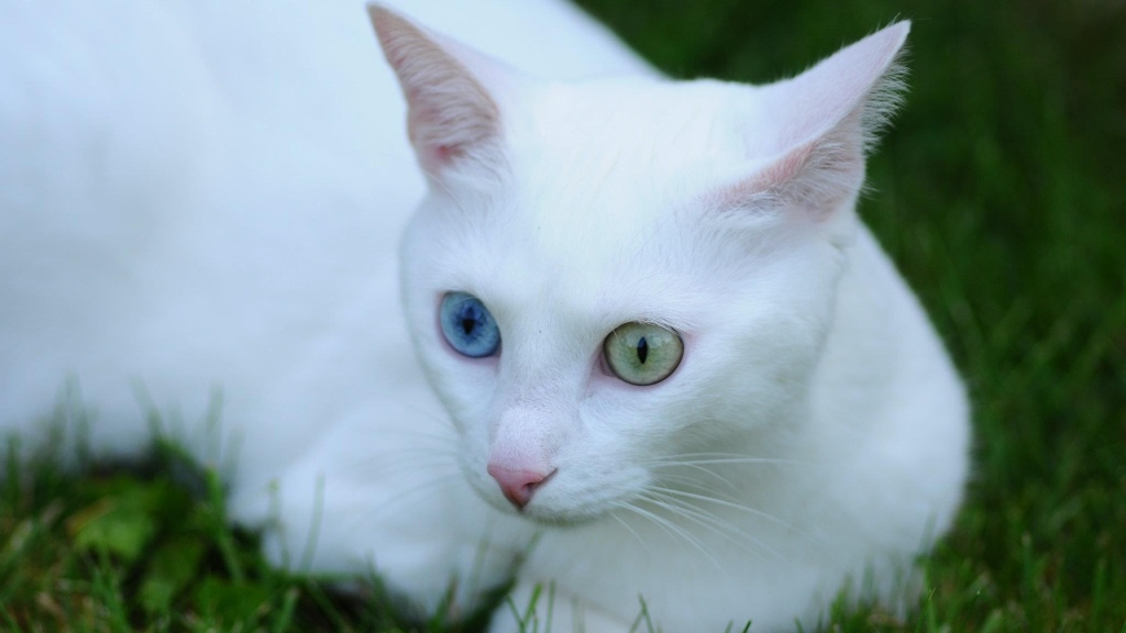 Adopter un animal : un acte important