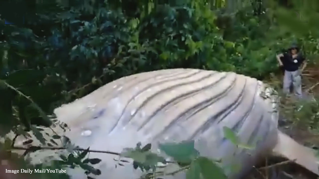 Scientists baffled over humpback whale found in the Amazon rainforest