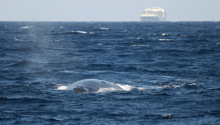 Alliance to save blue whales from ships stalled by Sri Lanka