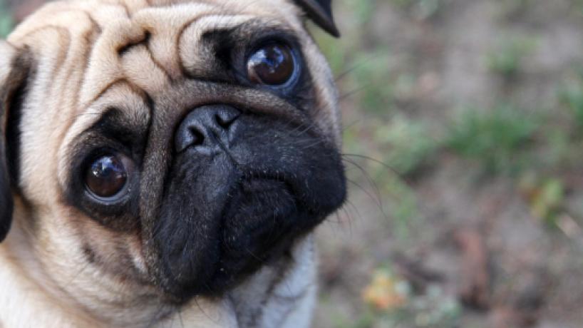 En Alemania incautan un perro para saldar una deuda