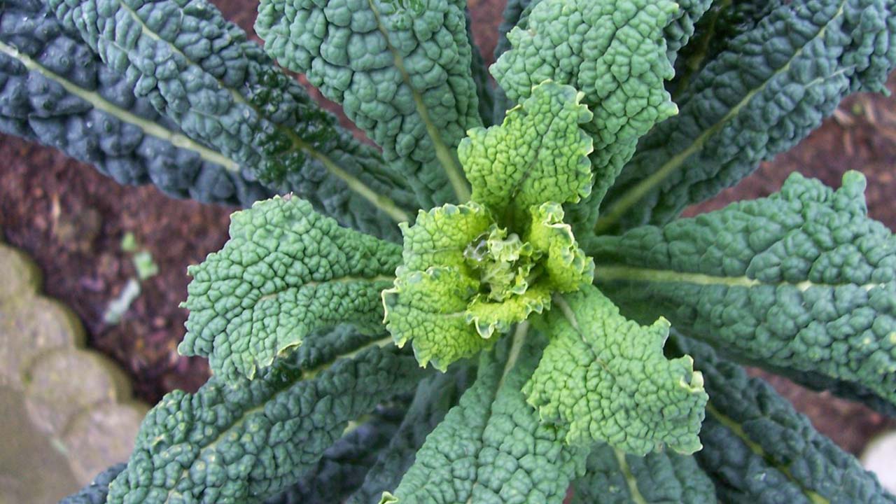 Sei curiosità sul cavolo nero: proprietà e usi