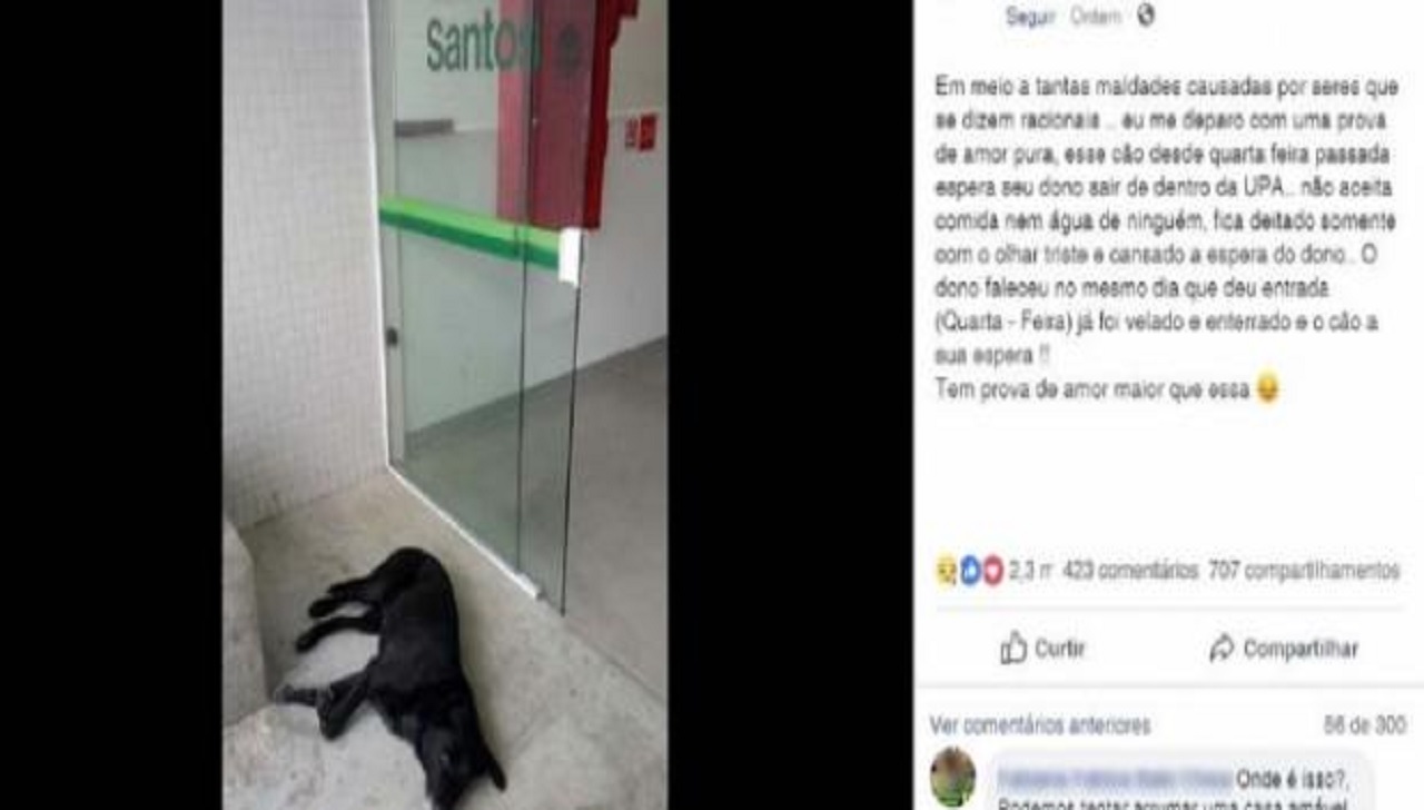 Em frente a UPA, cão espera por dono que faleceu em Santos e foto se torna viral